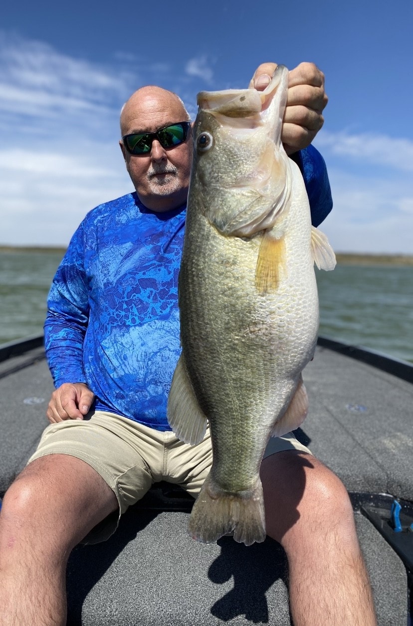 Bald man in blue fishing shirt holding bass upside down on sunny day