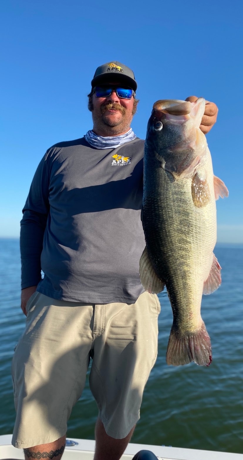 Man in Apex Retrievers shirt holding massive bass on clear day
